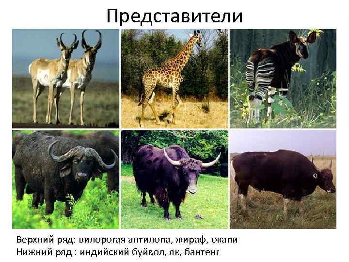 Представители Верхний ряд: вилорогая антилопа, жираф, окапи Нижний ряд : индийский буйвол, як, бантенг