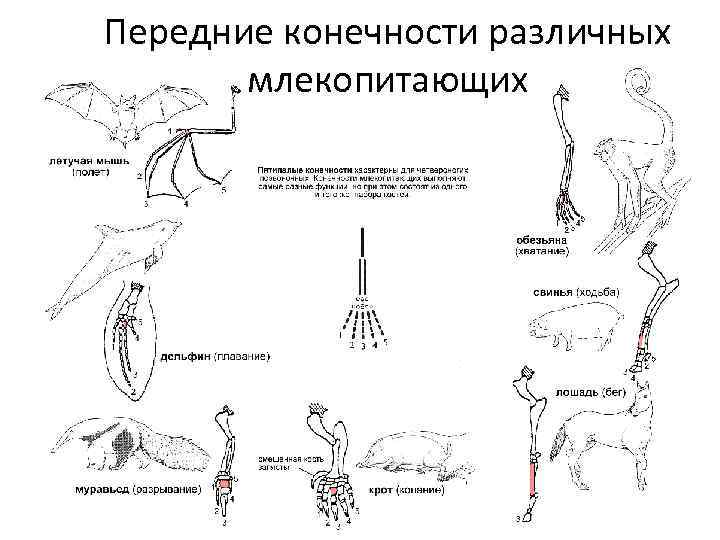 Ласты кита и роющие конечности. Конечности млекопитающих. Строение конечностей млекопитающих. Типы конечностей животных. Передние конечности млекопитающих.
