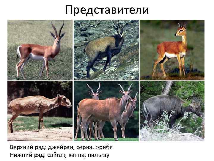 Представители ebio. ru Верхний ряд: джейран, серна, ориби Нижний ряд: сайгак, канна, нильгау 