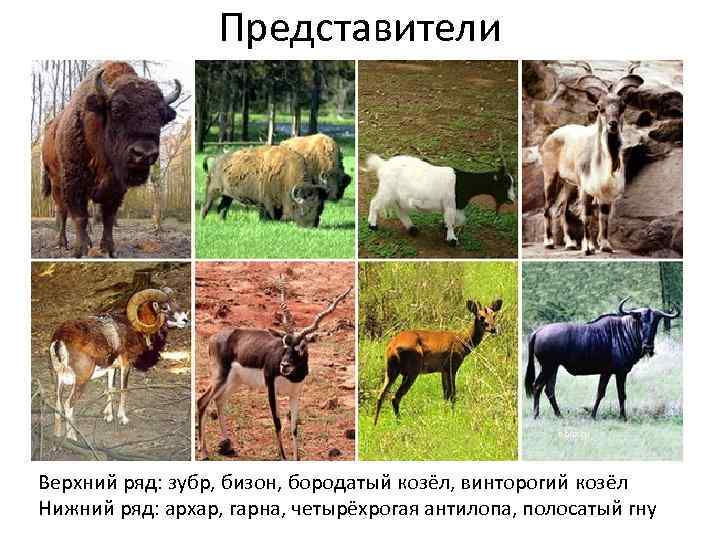Представители ebio. ru Верхний ряд: зубр, бизон, бородатый козёл, винторогий козёл Нижний ряд: архар,
