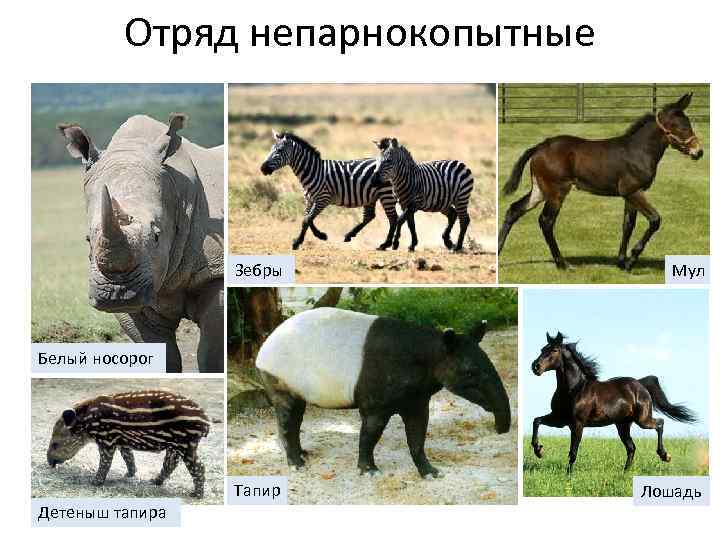 Отряд непарнокопытные Зебры Мул Тапир Лошадь Белый носорог Детеныш тапира 