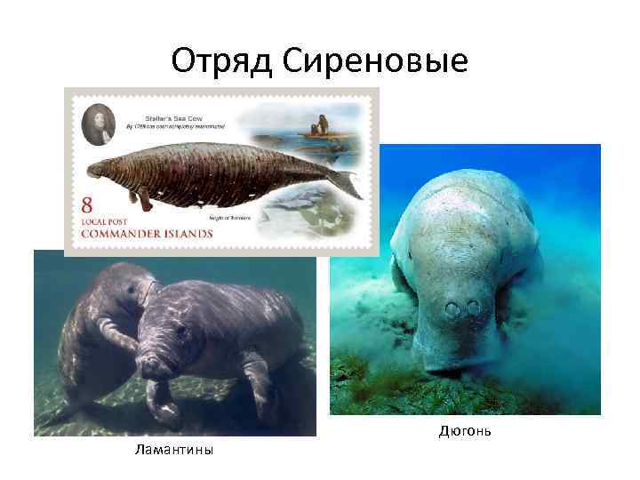 Отряд Сиреновые Ламантины Дюгонь 
