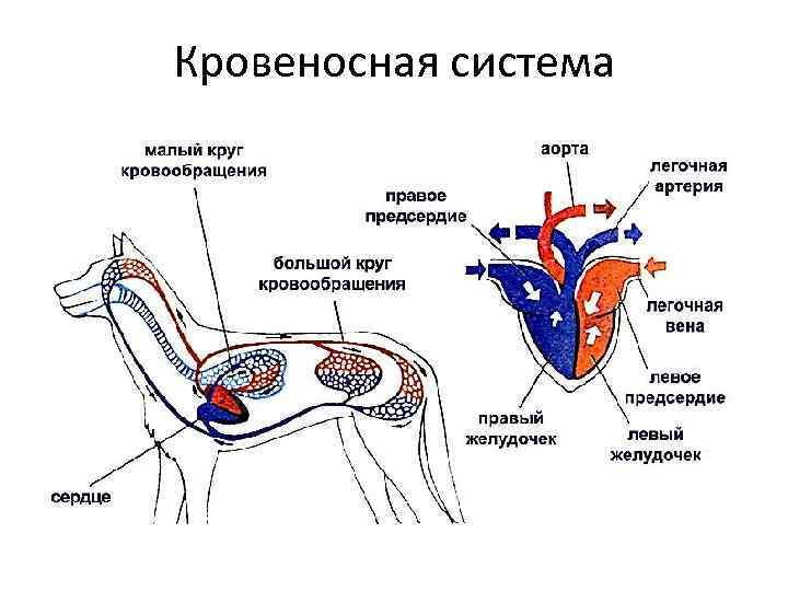 Особенности кровообращения млекопитающих. Система кровообращения млекопитающих. Дыхательная система млекопитающих кролик. Схема строения дыхательной системы млекопитающих. Кровеносная система кролика схема.