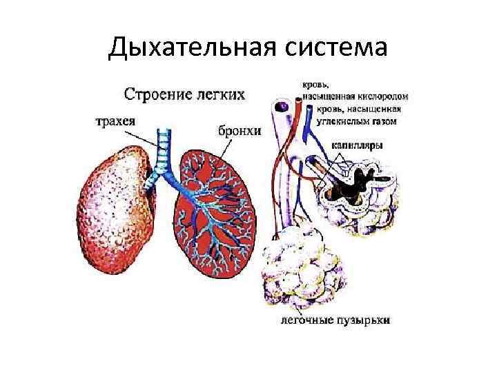 Дыхательная система 