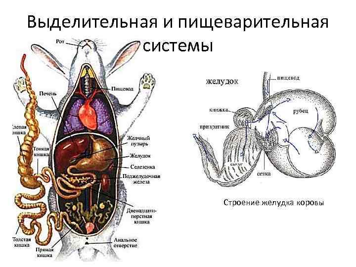 Схема выделительной системы у млекопитающих