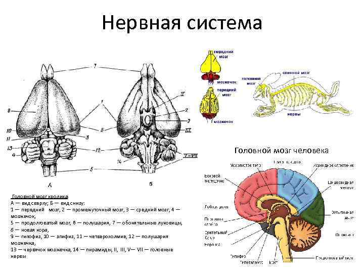 Укажите какой цифрой обозначена часть мозга млекопитающего. Нервная система и головной мозг млекопитающего схема. Строение отделов головного мозга млекопитающих. Нервная система млекопитающих головной мозг кролика. Структура нервной системы млекопитающих.