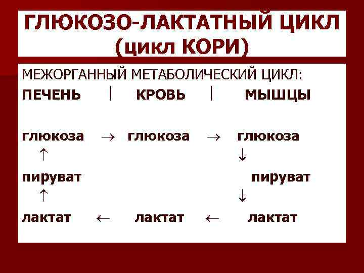 ГЛЮКОЗО-ЛАКТАТНЫЙ ЦИКЛ (цикл КОРИ) МЕЖОРГАННЫЙ МЕТАБОЛИЧЕСКИЙ ЦИКЛ: ПЕЧЕНЬ КРОВЬ МЫШЦЫ глюкоза пируват лактат 