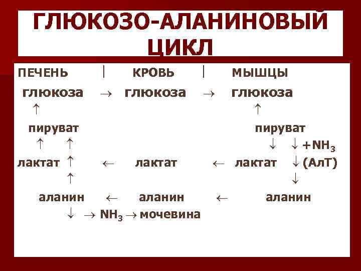 ГЛЮКОЗО-АЛАНИНОВЫЙ ЦИКЛ ПЕЧЕНЬ глюкоза КРОВЬ МЫШЦЫ глюкоза пируват +NH 3 лактат (Ал. Т) аланин