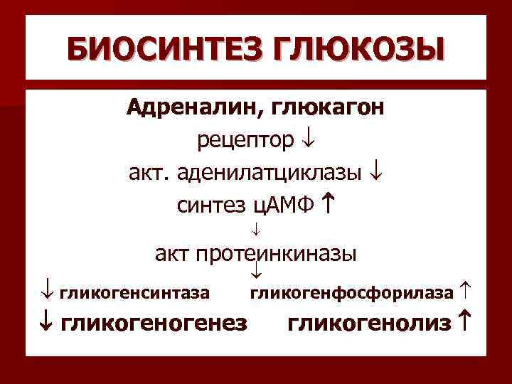 БИОСИНТЕЗ ГЛЮКОЗЫ Адреналин, глюкагон рецептор акт. аденилатциклазы синтез ц. АМФ акт протеинкиназы гликогенсинтаза гликогенфосфорилаза