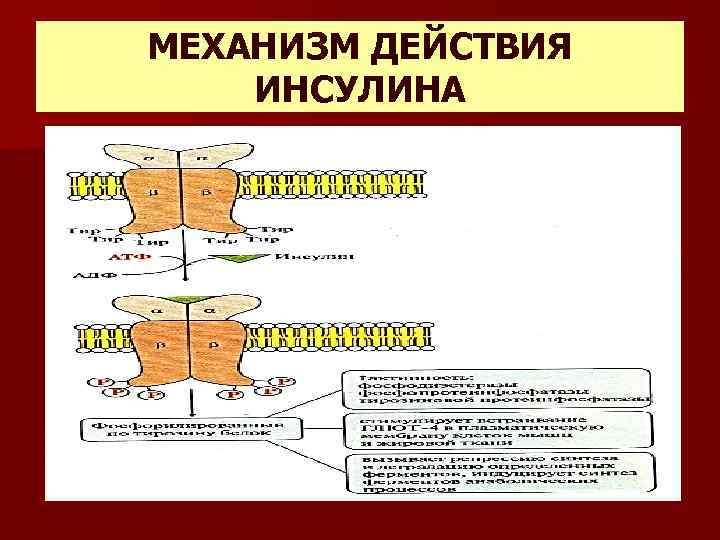 МЕХАНИЗМ ДЕЙСТВИЯ ИНСУЛИНА 