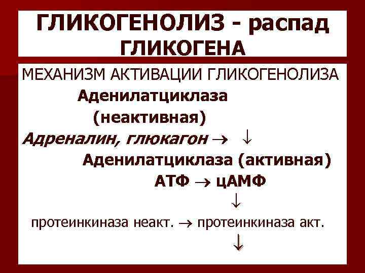 ГЛИКОГЕНОЛИЗ - распад ГЛИКОГЕНА МЕХАНИЗМ АКТИВАЦИИ ГЛИКОГЕНОЛИЗА Аденилатциклаза (неактивная) Адреналин, глюкагон Аденилатциклаза (активная) АТФ