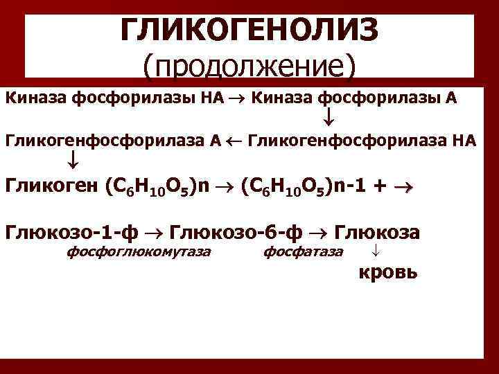 ГЛИКОГЕНОЛИЗ (продолжение) Киназа фосфорилазы НА Киназа фосфорилазы А Гликогенфосфорилаза А Гликогенфосфорилаза НА Гликоген (С