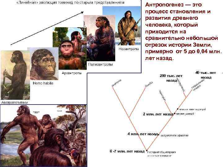 Антропогенез — это процесс становления и развития древнего человека, который приходится на сравнительно небольшой