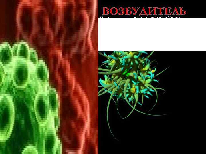 ВОЗБУДИТЕЛЬ Возбудитель - вирус из семейства герпесвирусов (Varicella zoster – Варицелла Зостер, подсемейство З-го