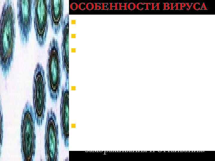 ОСОБЕННОСТИ ВИРУСА n n n содержит ДНК; неустойчив во внешней среде; инактивируется при температуре