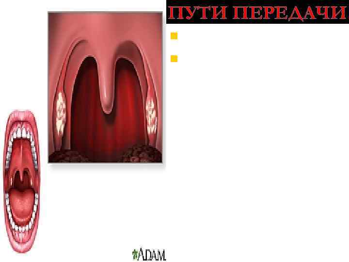 ПУТИ ПЕРЕДАЧИ n воздушно-капельный; n реже – контактнобытовой, вертикальный. Возбудитель потоком воздуха может переноситься