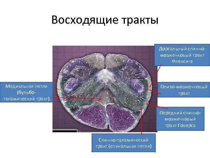 Восходящие тракты Дорсальный спинномозжечковый тракт Флексига Медиальная петля (бульботаламический тракт) Оливо-мозжечковый тракт Передний спинномозжечковый