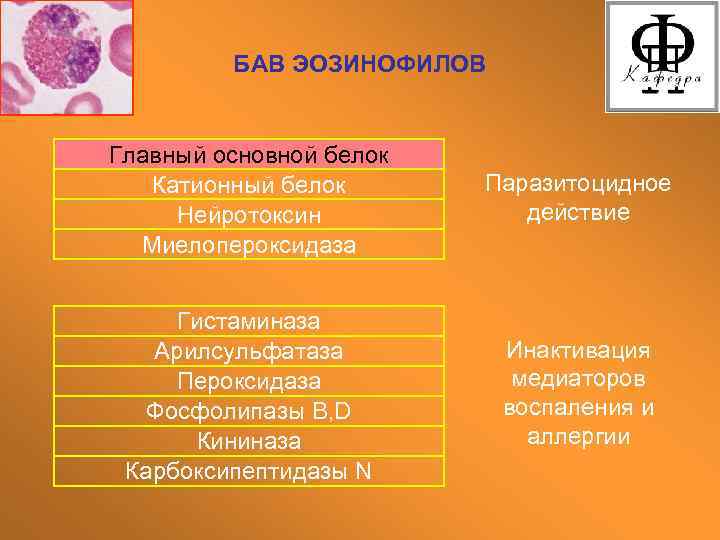 БАВ ЭОЗИНОФИЛОВ Главный основной белок Катионный белок Нейротоксин Миелопероксидаза Паразитоцидное действие Гистаминаза Арилсульфатаза Пероксидаза