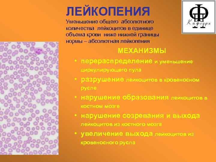 ЛЕЙКОПЕНИЯ Уменьшение общего абсолютного количества лейкоцитов в единице объема крови ниже нижней границы нормы