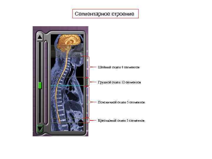 Сегментарное строение Шейный отдел 8 сегментов Грудной отдел 12 сегментов Поясничной отдел 5 сегментов