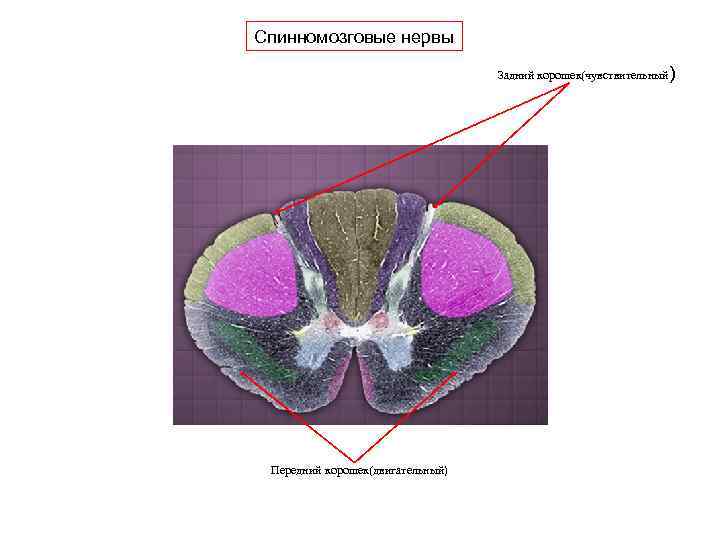 Спинномозговые нервы Задний корошек(чувствительный) Передний корошек(двигательный) 