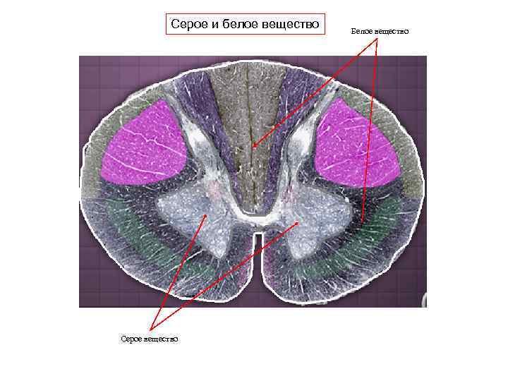Серое и белое вещество Серое вещество Белое вещество 