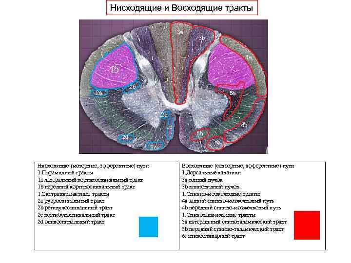 Схема восходящих и нисходящих путей спинного мозга
