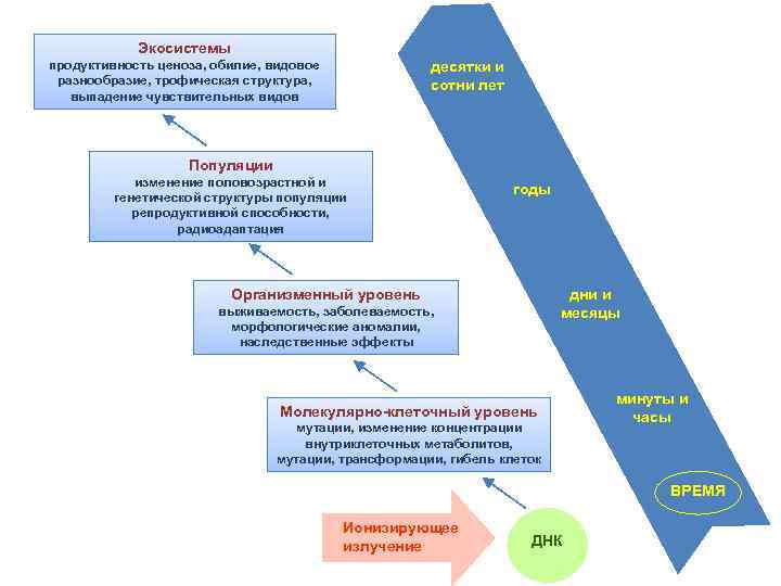 Экосистемы продуктивность ценоза, обилие, видовое разнообразие, трофическая структура, выпадение чувствительных видов десятки и сотни
