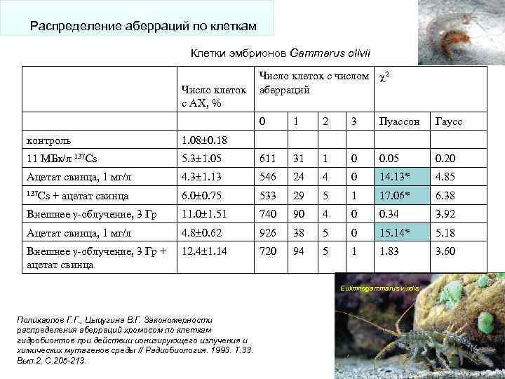 Распределение аберраций по клеткам Клетки эмбрионов Gammarus olivii Число клеток с АХ, % Число