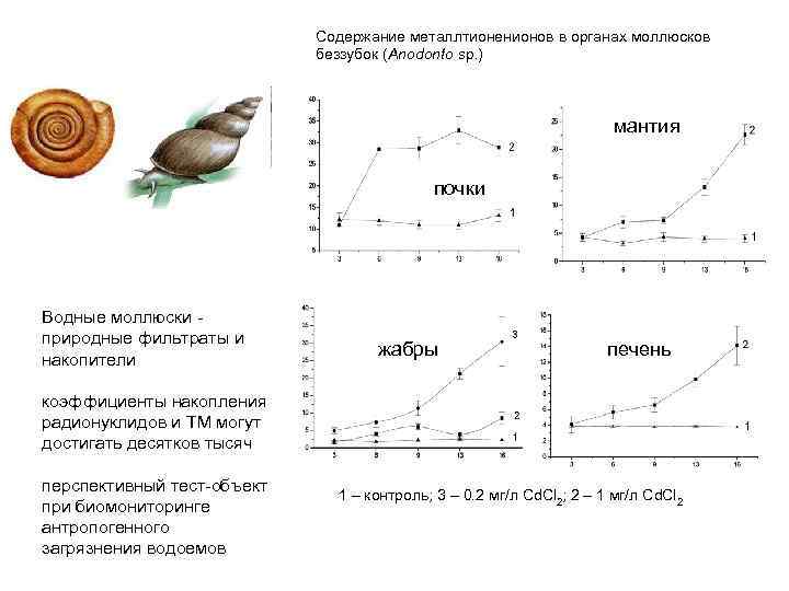 Содержание металлтионенионов в органах моллюсков беззубок (Anodonto sp. ) мантия почки Водные моллюски природные