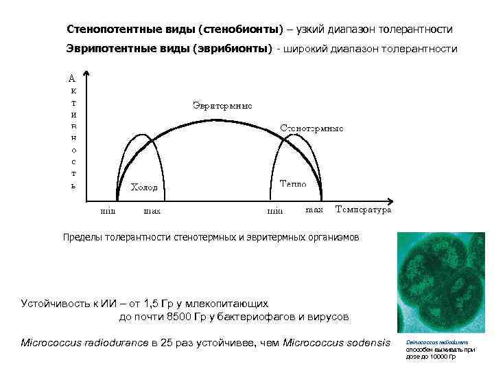 Широкий диапазон. Пределы толерантности у стенобионтов и эврибионтов. Пределы толерантности стенотермных и эвритермных организмов. Эврипотентные широкий диапазон толерантности. Стенобионты диапазон толерантности.