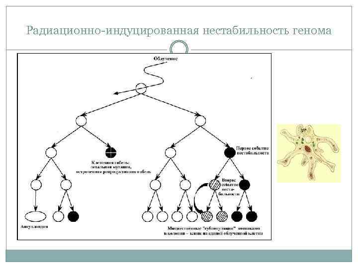 Радиационно-индуцированная нестабильность генома 