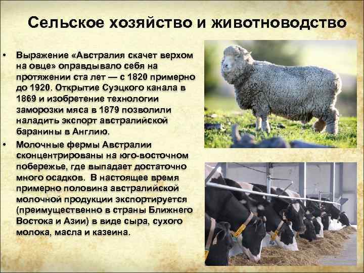 Сельское хозяйство и животноводство • • Выражение «Австралия скачет верхом на овце» оправдывало себя