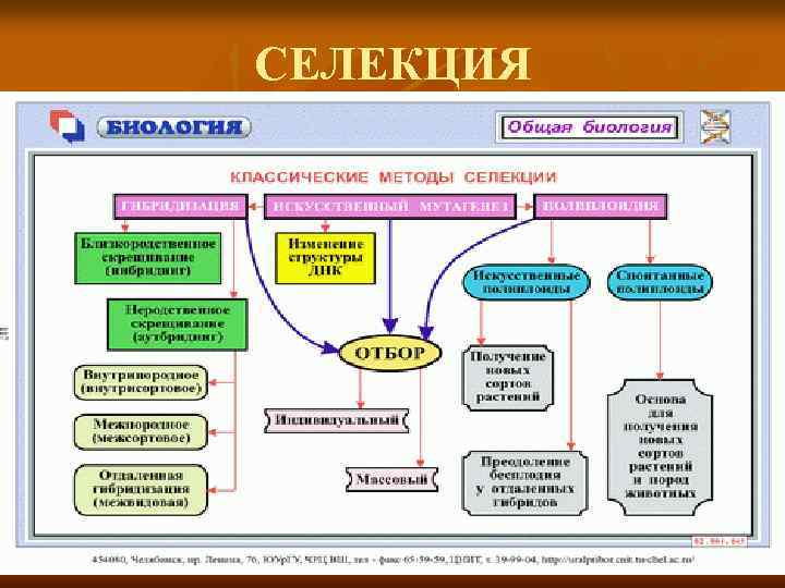 СЕЛЕКЦИЯ 