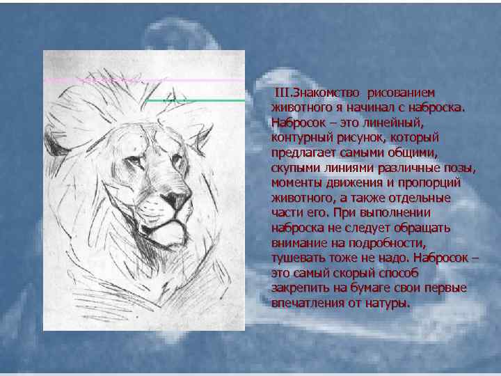 III. Знакомcтво рисованием животного я начинал с наброска. Набросок – это линейный, контурный рисунок,