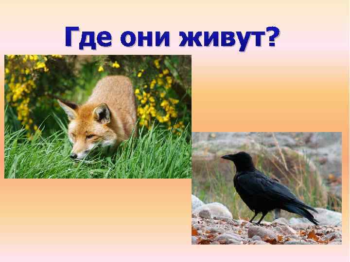 Где они живут? 
