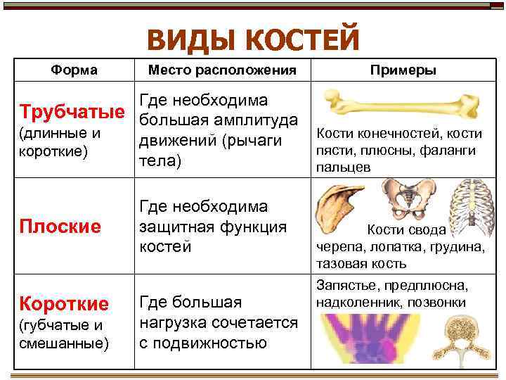 ВИДЫ КОСТЕЙ Форма Место расположения Где необходима Трубчатые большая амплитуда (длинные и движений (рычаги