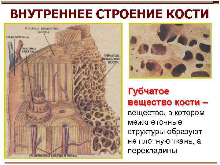 ВНУТРЕННЕЕ СТРОЕНИЕ КОСТИ Губчатое вещество кости – вещество, в котором межклеточные структуры образуют не