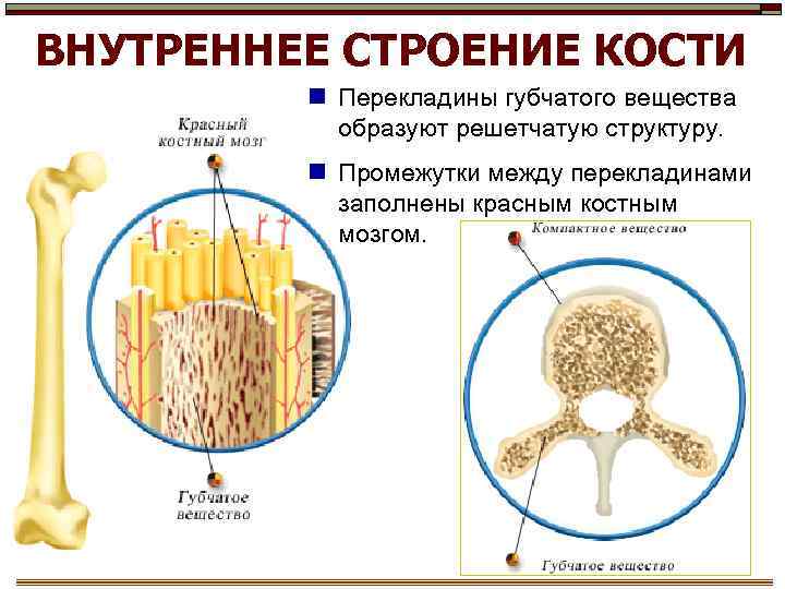 ВНУТРЕННЕЕ СТРОЕНИЕ КОСТИ n Перекладины губчатого вещества образуют решетчатую структуру. n Промежутки между перекладинами