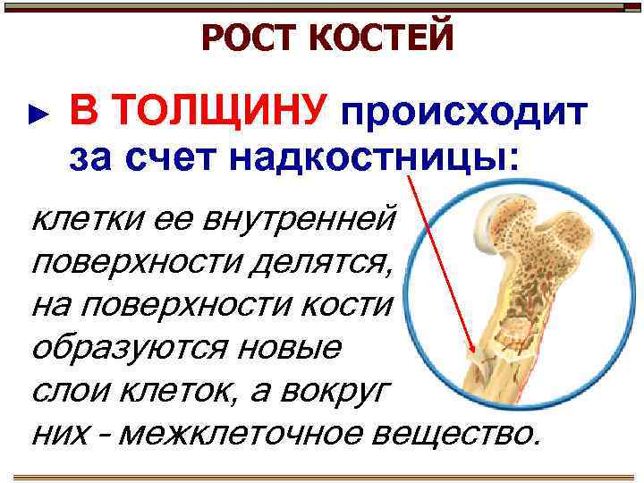РОСТ КОСТЕЙ ► В ТОЛЩИНУ происходит за счет надкостницы: клетки ее внутренней поверхности делятся,