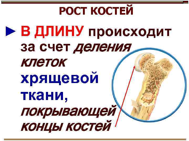 РОСТ КОСТЕЙ ► В ДЛИНУ происходит за счет деления клеток хрящевой ткани, покрывающей концы