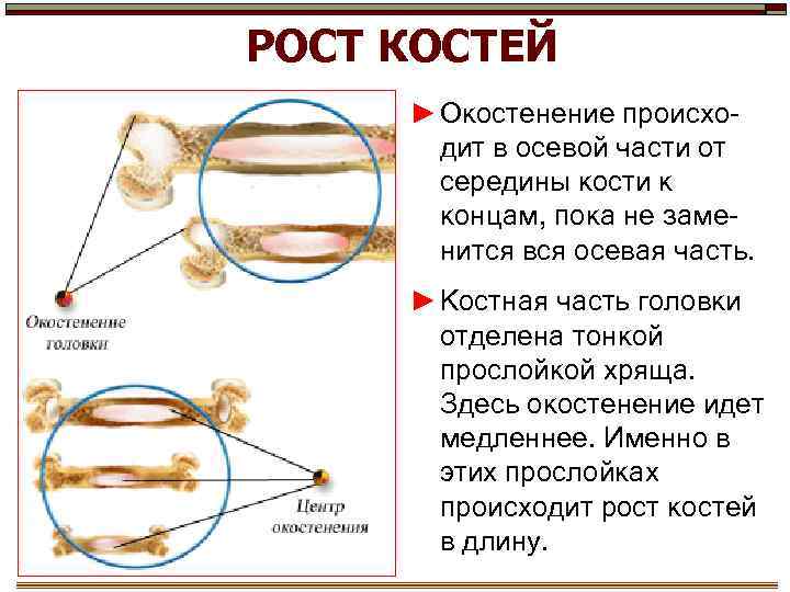 РОСТ КОСТЕЙ ► Окостенение происходит в осевой части от середины кости к концам, пока