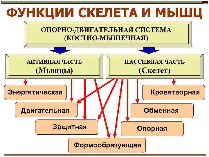 ФУНКЦИИ СКЕЛЕТА И МЫШЦ ОПОРНО-ДВИГАТЕЛЬНАЯ СИСТЕМА (КОСТНО-МЫШЕЧНАЯ) АКТИВНАЯ ЧАСТЬ ПАССИВНАЯ ЧАСТЬ (Мышцы) (Скелет) Энергетическая