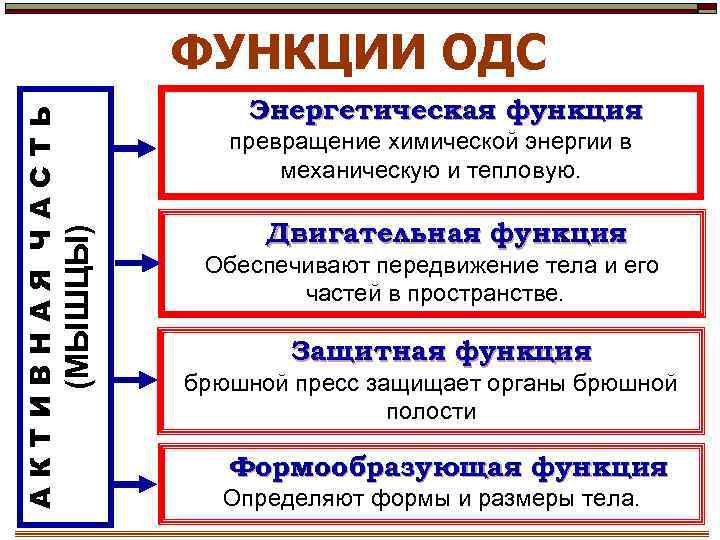 Энергетическая функция превращение химической энергии в механическую и тепловую. (МЫШЦЫ) АКТИВНАЯ ЧАСТЬ ФУНКЦИИ ОДС