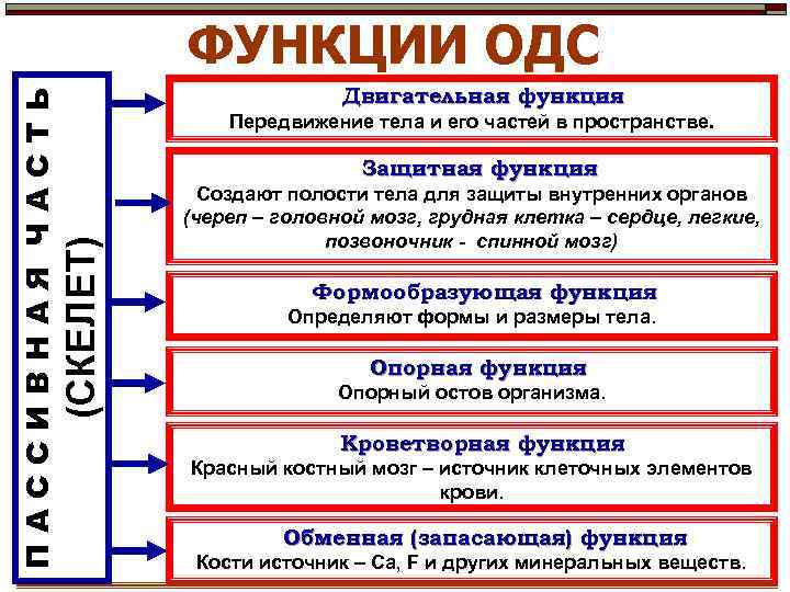 Двигательная функция Передвижение тела и его частей в пространстве. Защитная функция (СКЕЛЕТ) ПАССИВНАЯ ЧАСТЬ