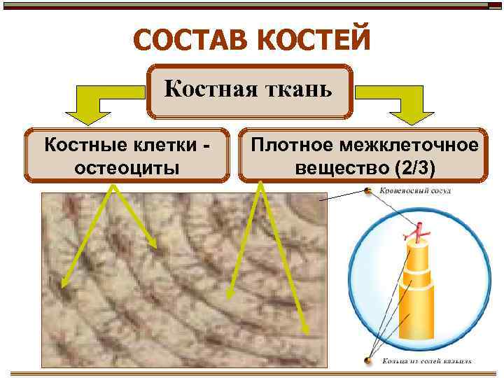 СОСТАВ КОСТЕЙ Костная ткань Костные клетки остеоциты Плотное межклеточное вещество (2/3) 