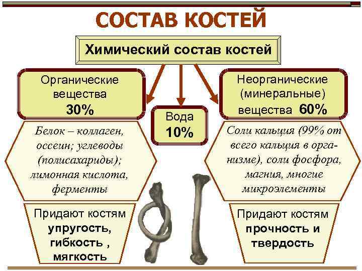СОСТАВ КОСТЕЙ Химический состав костей Органические вещества 30% Белок – коллаген, оссеин; углеводы (полисахариды);