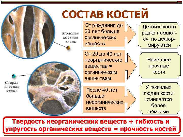 СОСТАВ КОСТЕЙ От рождения до 20 лет больше органических веществ Детские кости редко ломаются,