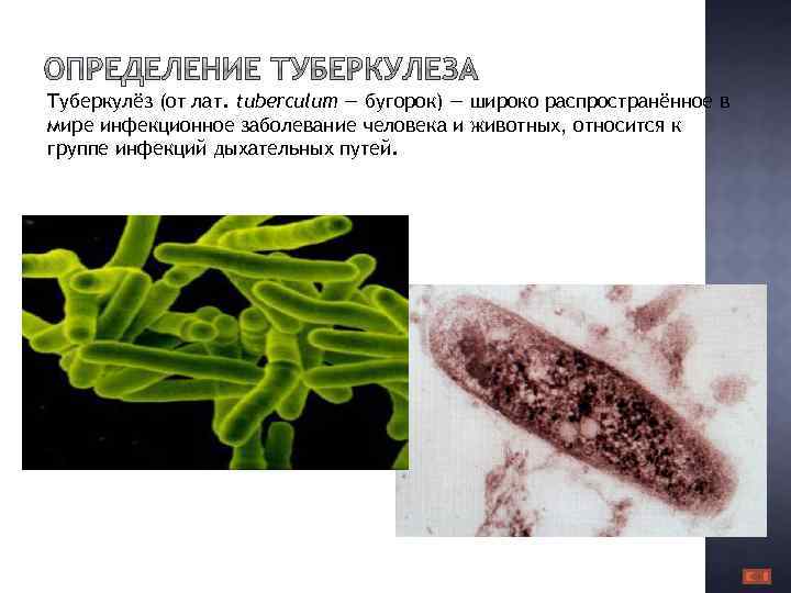 Туберкулёз (от лат. tuberculum — бугорок) — широко распространённое в мире инфекционное заболевание человека