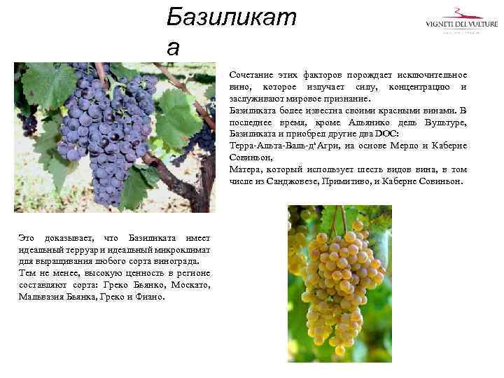 Базиликат а Сочетание этих факторов порождает исключительное вино, которое излучает силу, концентрацию и заслуживают
